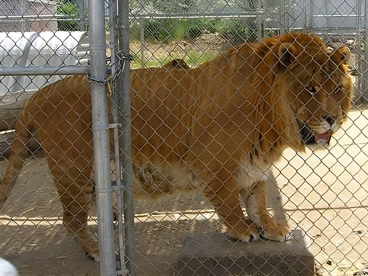 Hobbs the liger was the world's largest liger.