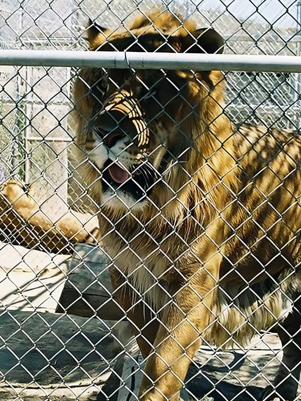 Hobbs the liger had a behavior that blends lion and tiger behavior.