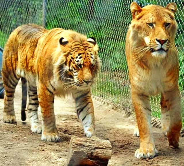ti liger and liger
