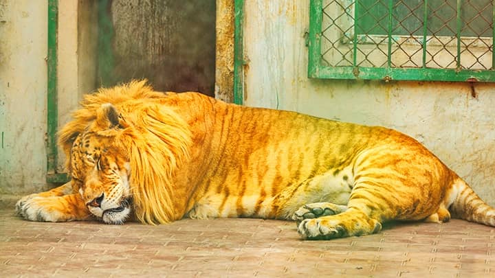 Maned liger. Types of ligers.