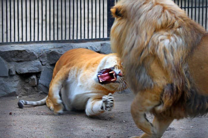 american lion vs liger