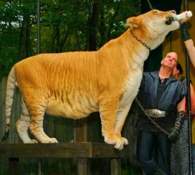 Ligers grow bigger because they lack growth inhibiting genes.