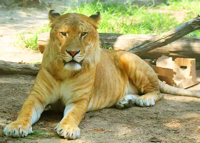 Wayne the Liger weighs 800 pounds at Tigerworld Animal Sanctuary.