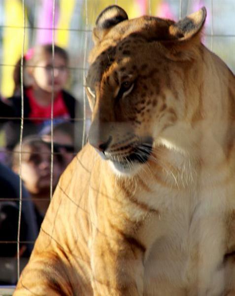 Liger Female Weighs 800 pounds. Female Ligers are smaller than male ligers. 