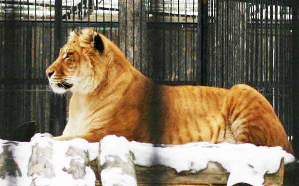 Female Ligers Sometimes weigh around 400 pounds too.