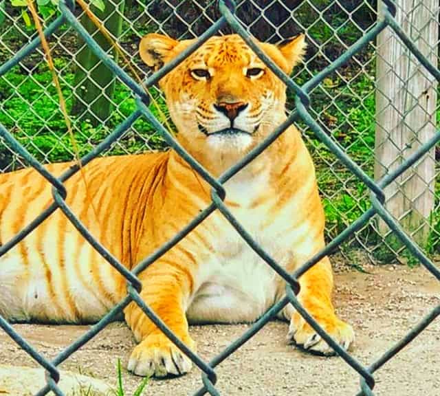 Liger Population is expected to increase further by 2030
