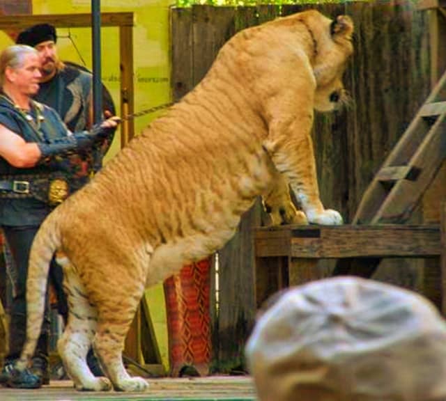 Ligers grow faster than lions and tigers.