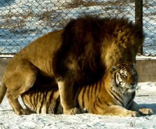 Ligers and the Lifestyles of their Parents (Tigers and Lions)