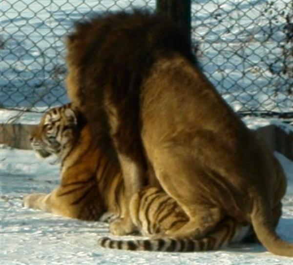 Liger, Lions and tigers Behavior. 