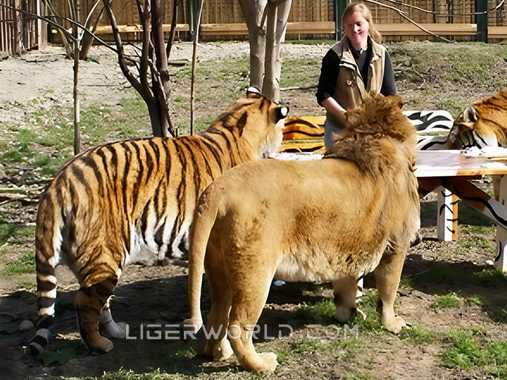 Body length comparison of lion vs. tiger. Siberian tiger has body length of up to 13 feet. Lions have a body length of up to 12 feet.