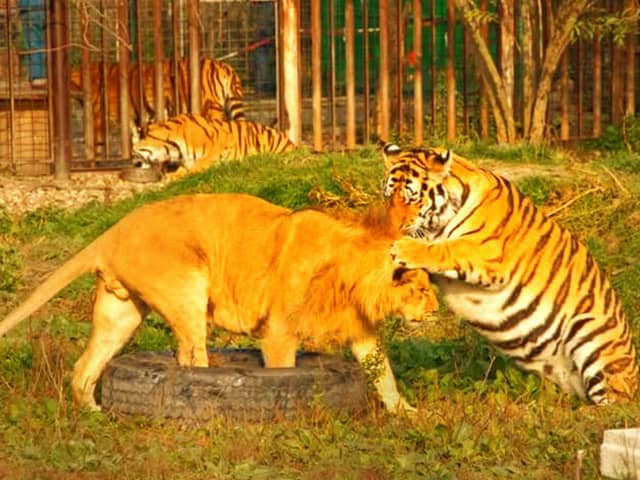 tiger and lion fight
