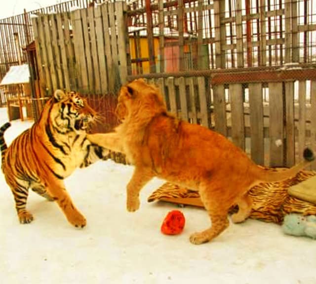 lion and tiger fight who wins