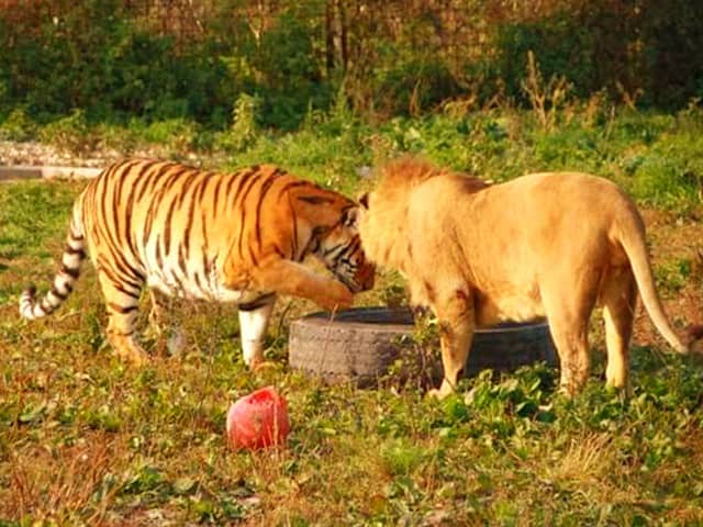 lion vs tiger size weight