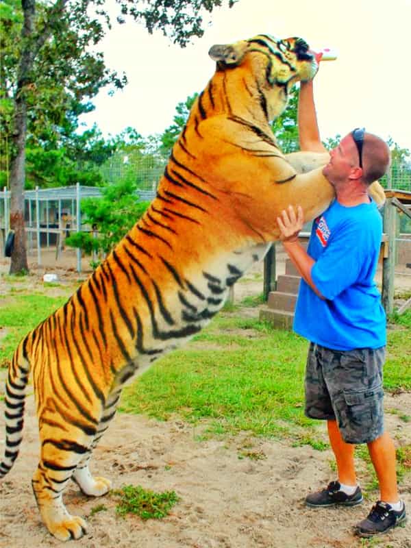 biggest siberian tiger ever