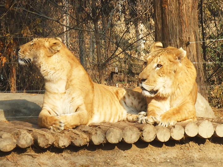 Ligers having a coalition also indicates their socializing attributes.