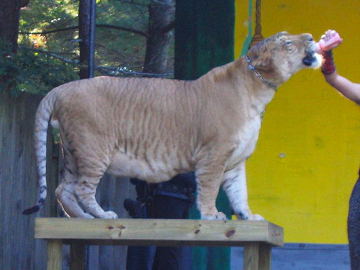 Ligers are the social big cats