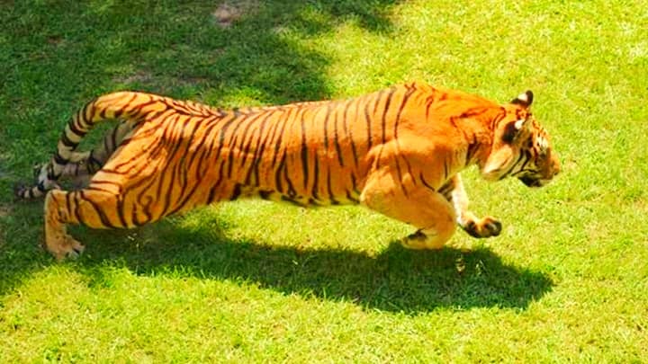 Tigers are the only big cats in the big cat family to have stripes on their fur.