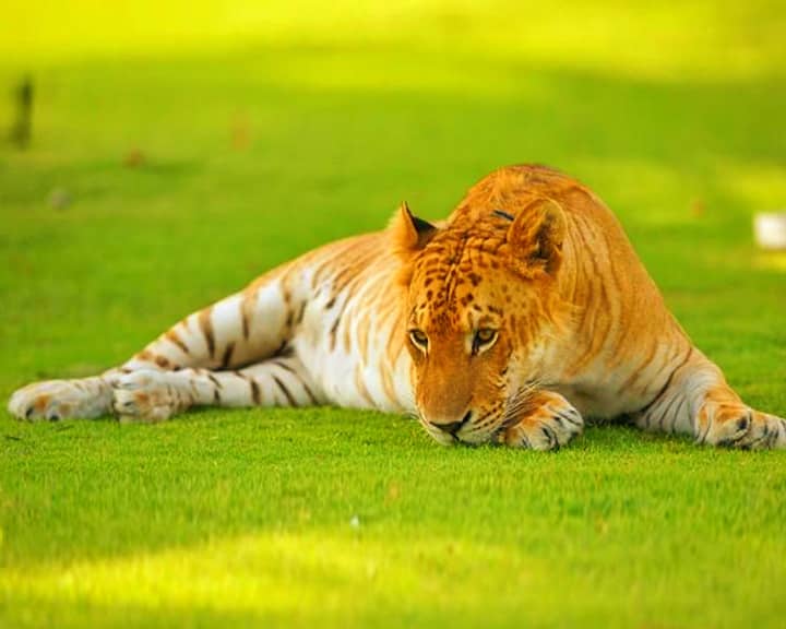 Tigon A Hybrid Of Tiger Lioness