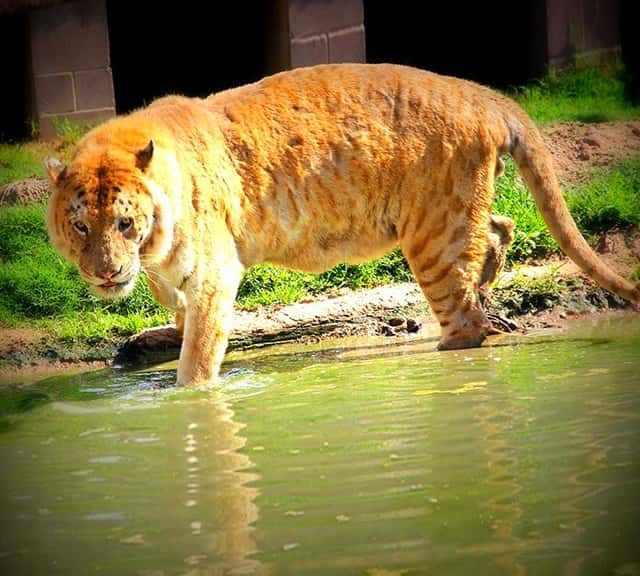 ti liger and liger