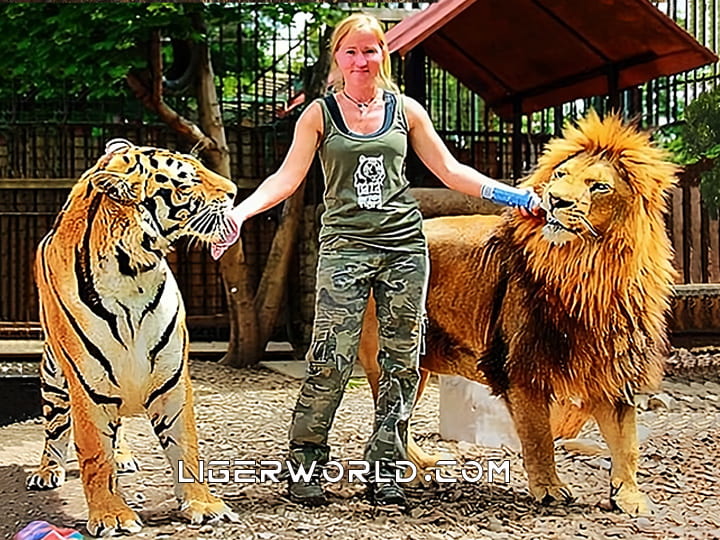 Weights of lion vs. tiger. A weighing comparison.