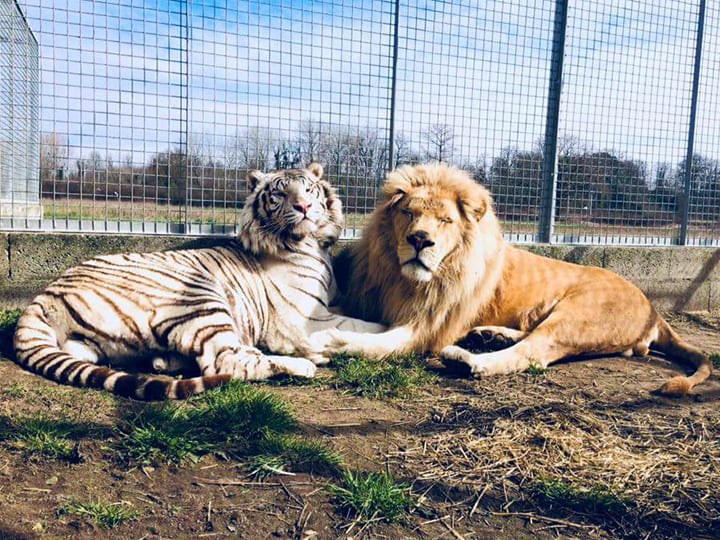 Weight of a Siberian tiger vs. weight of an African lion. A Siberian tiger weighs 600 pounds. An African lion weighs 500 pounds.